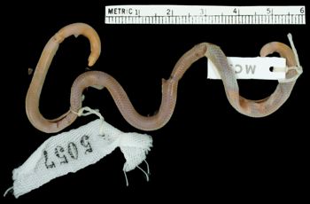 Media type: image;   Herpetology R-142652 Aspect: dorsal